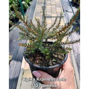 Еріка "Kramer's Rote"